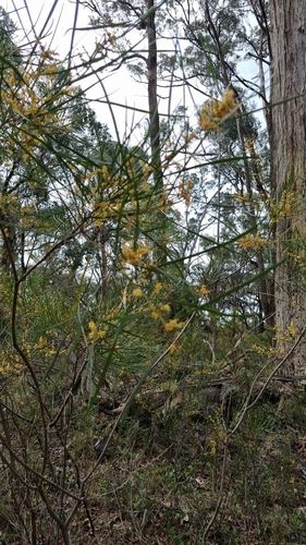 Acacia mucronata observed 2026-10-09