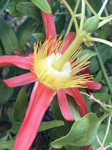 Passiflora cinnabarina observed 2026-10-09