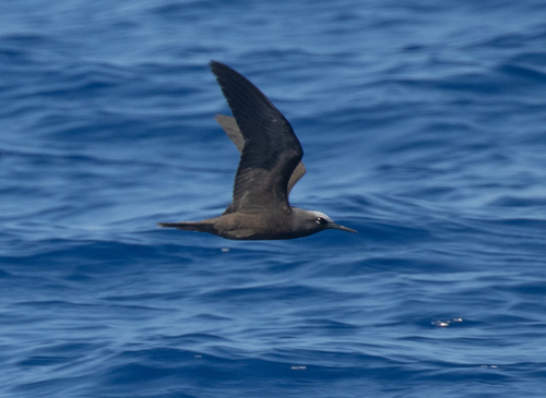 Anous minutus, 2026-10-01
