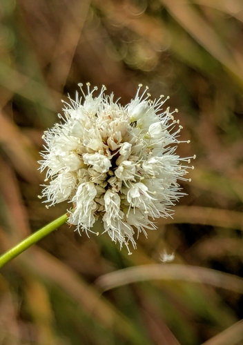 Bistorta bistortoides, 2026-10-08