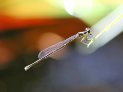 Elattoneura longispina