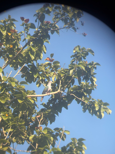 Green Imperial Pigeon