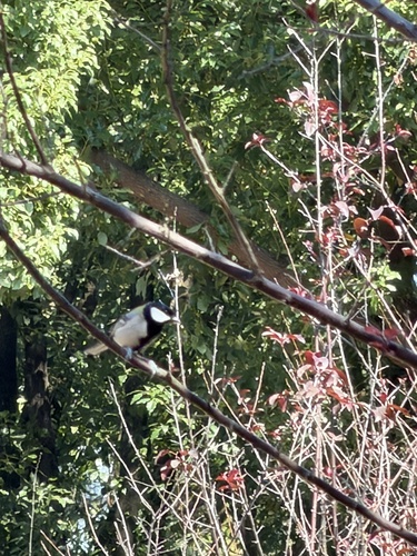 Asian Tit