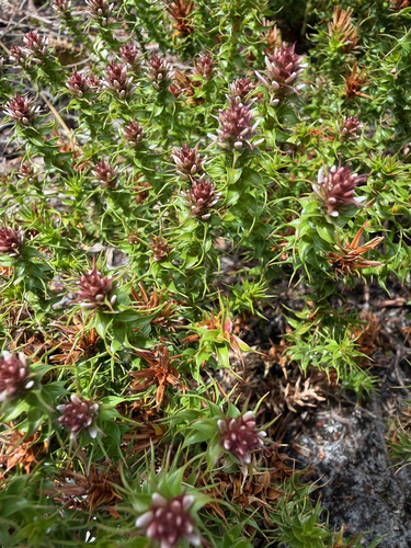 Andersonia sprengelioides observed 2026-10-08