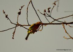 Psilopogon zeylanicus