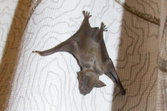 Scotophilus
