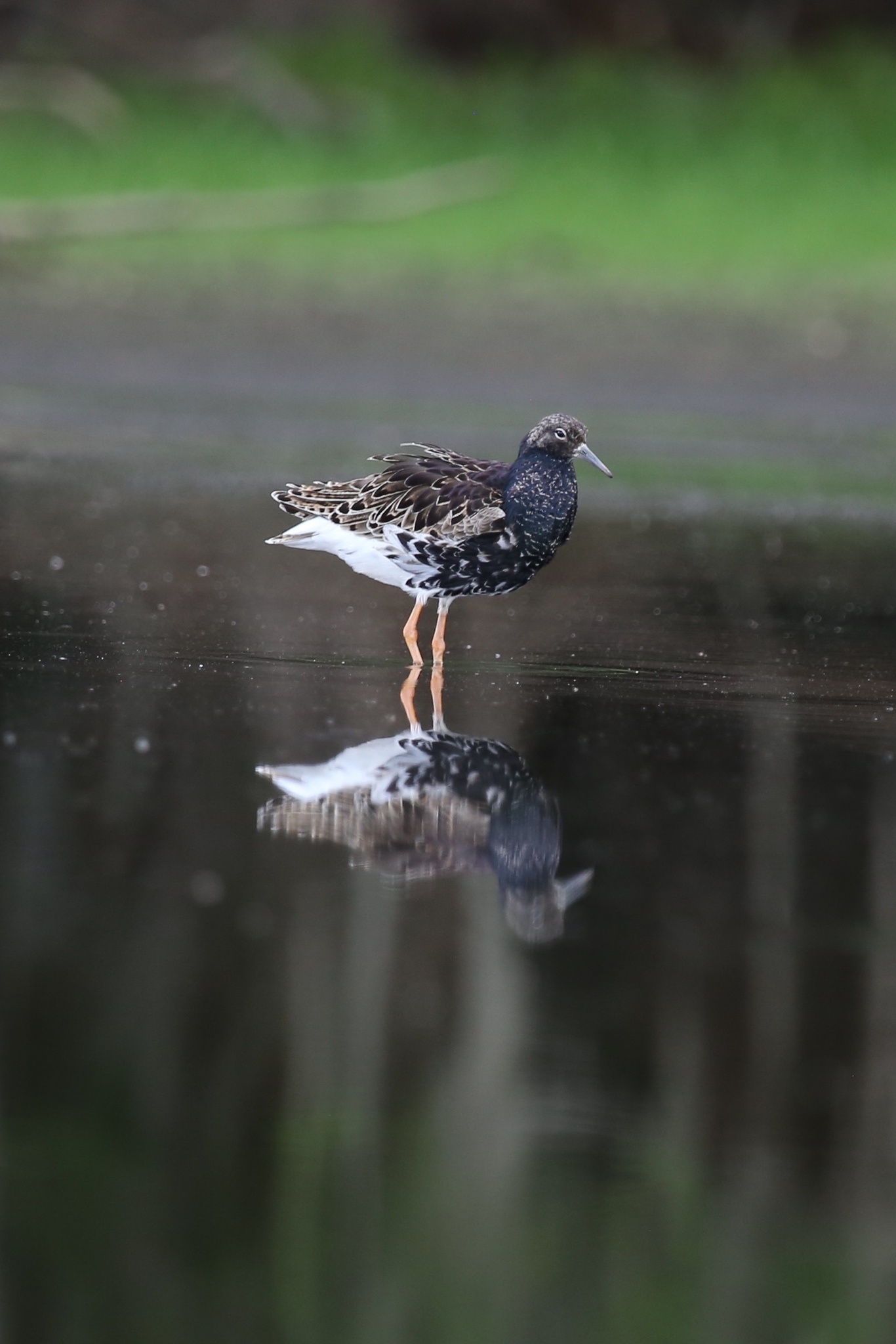 Ruff (Calidris pugnax)