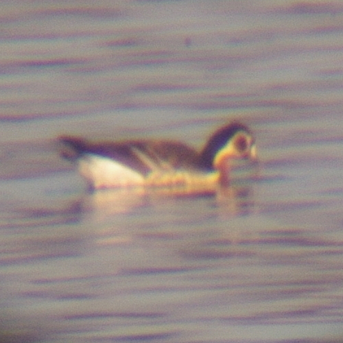 iNaturalist image