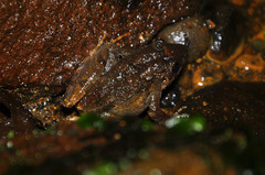 Limnonectes microdiscus