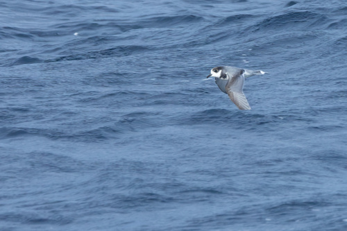 iNaturalist image