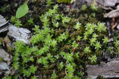 Mnium stellare