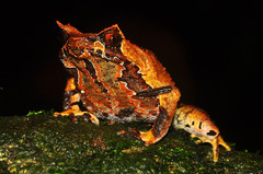 Megophrys montana
