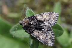 Chytonix albonotata