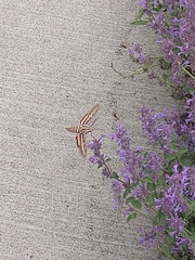 Hyles lineata