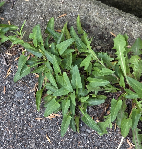 Viola mandshurica observed 2026-09-22