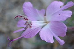 Clarkia breweri