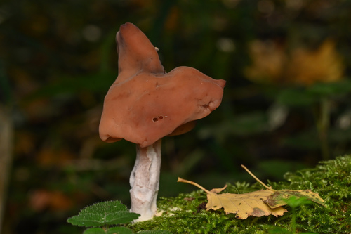 Saddle-shaped False Morel