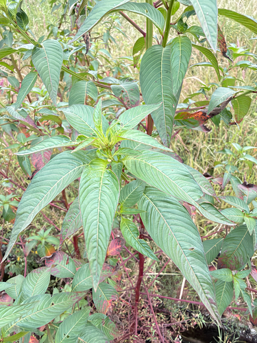 Ludwigia erecta observed 2026-10-08