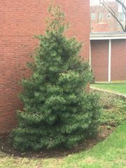 Sciadopitys verticillata