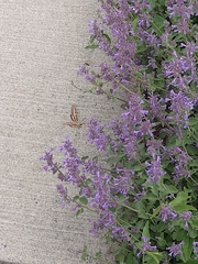 Hyles lineata