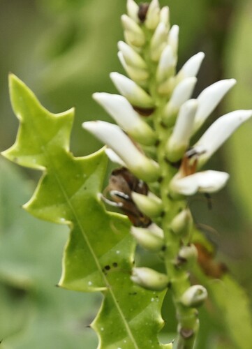 Acanthus ilicifolius observed 2026-09-19