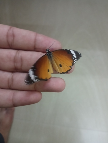 Plain Tiger Butterfly