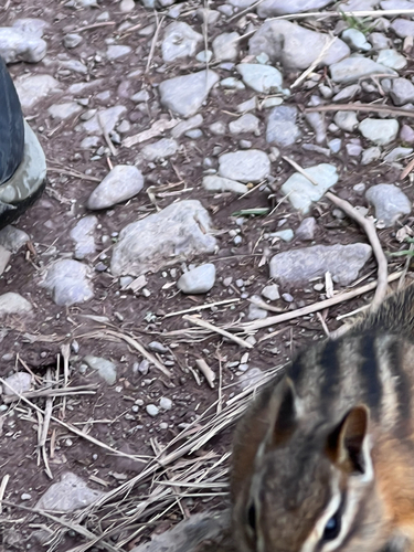 Red-tailed Chipmunk observed by sofiaayala