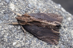 Ercheia umbrosa