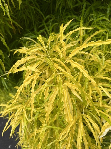 Melicope denhamii observed 2026-10-03