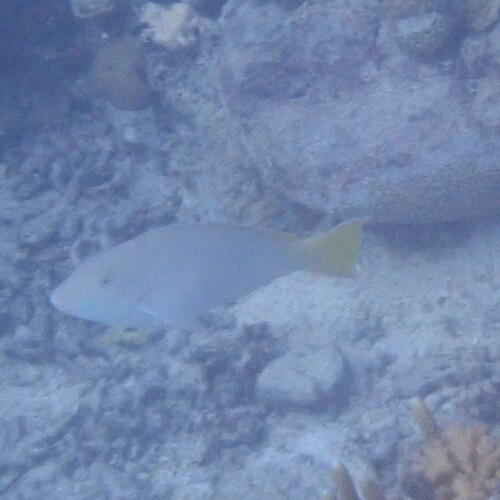 Hipposcarus longiceps observed 2026-09-26