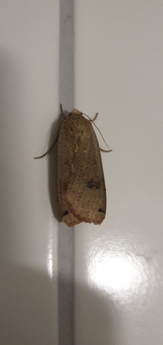 Large Yellow Underwing