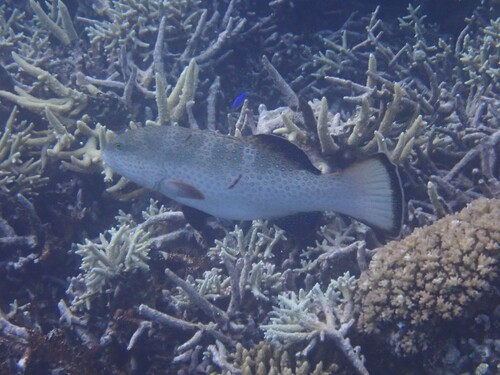 Plectropomus areolatus observed 2026-09-26