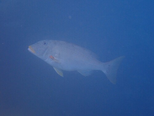 Lethrinus xanthochilus observed 2026-09-26
