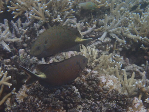 Siganus punctatus observed 2026-09-26
