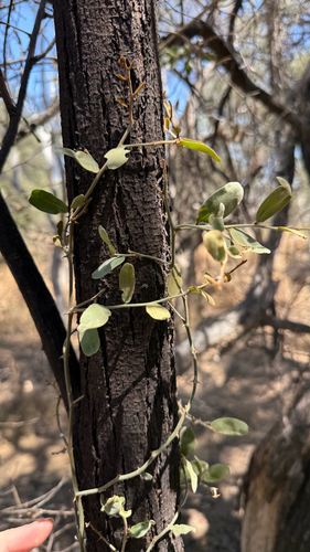 Capparis lasiantha observed 2026-10-09