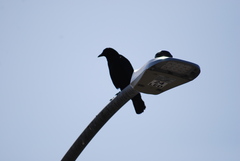 Corvus brachyrhynchos