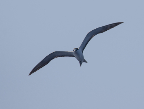 iNaturalist image