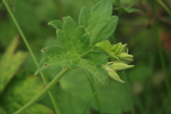 Geranium wlassovianum