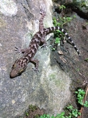 Cyrtodactylus marmoratus