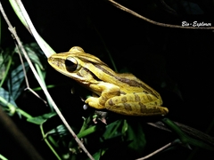 Polypedates leucomystax