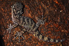 Cyrtodactylus marmoratus