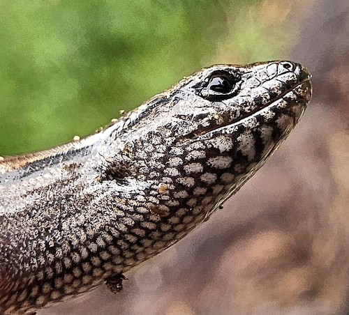 Hemiergis decresiensis, 2026-10-09