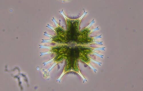 Micrasterias furcata, 2026-08-27