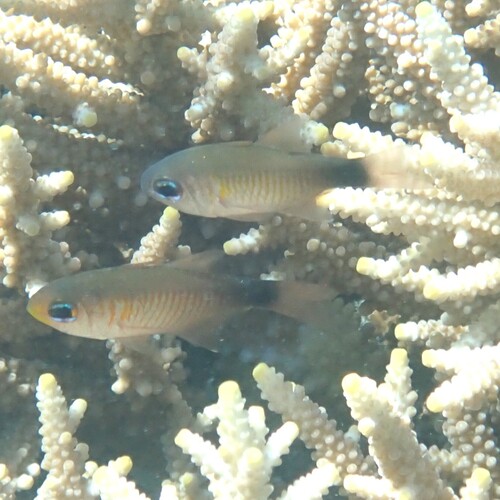 Archamia observed 2026-09-27