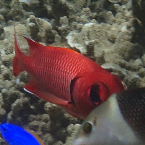 Myripristis berndti observed 2026-09-27