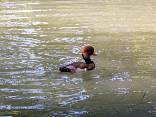 Red-crested Pochard