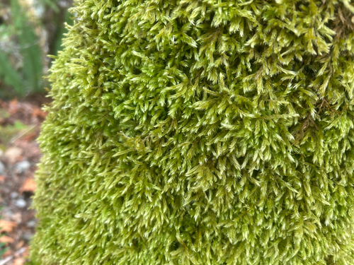 Homalothecium fulgescens observed 2026-09-30