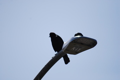 Corvus brachyrhynchos