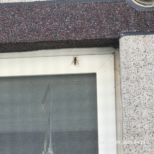 Dark-waisted Paper Wasp