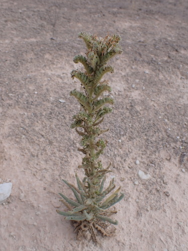 Phacelia palmeri